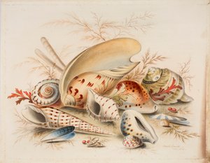 Studium muszli morskich, 1876 (wc na papierze)